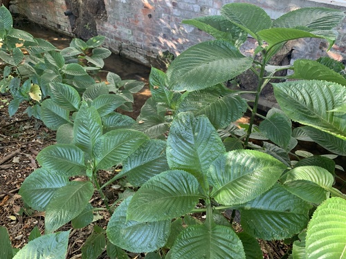 Brillantaisia owariensis (Brillantaisia owariensis)