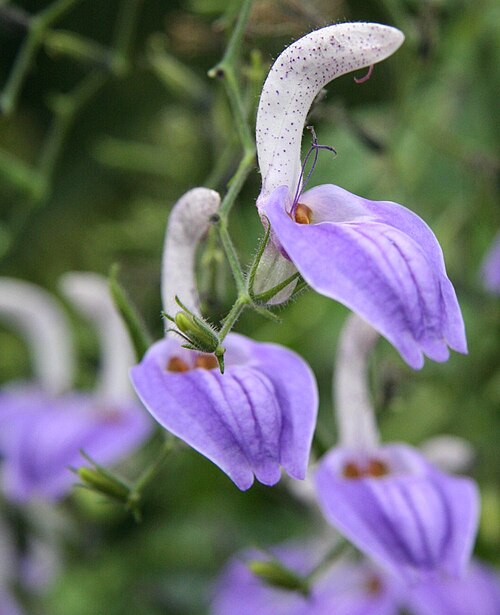 Brillantaisia owariensis: Blüte von Brillantaisia nyanzarum