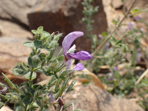Brillantaisia pubescens (Brillantaisia pubescens)