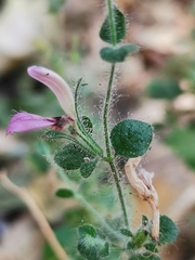 Brillantaisia pubescens (Brillantaisia pubescens)