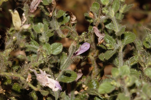 Brillantaisia pubescens (Brillantaisia pubescens)