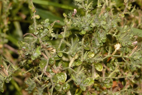 Brillantaisia pubescens (Brillantaisia pubescens)