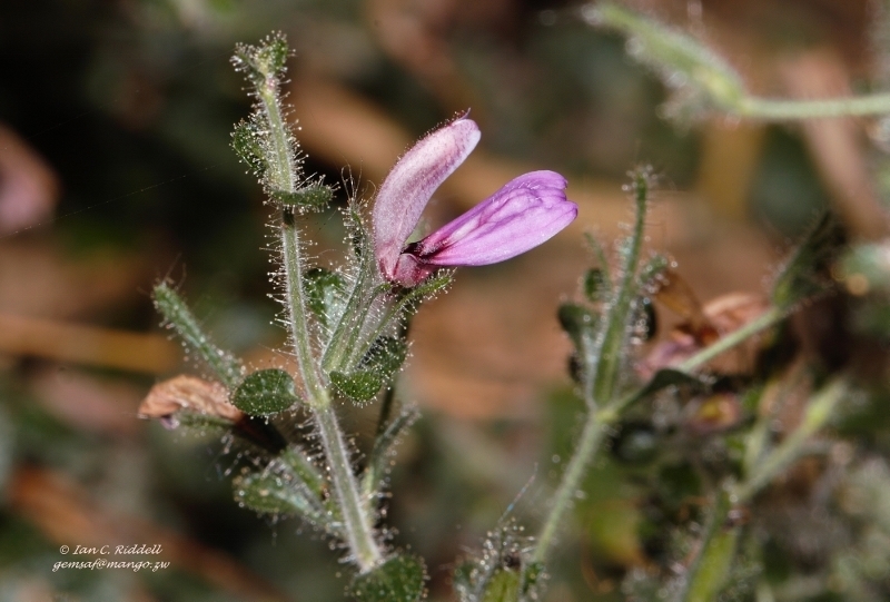 Brillantaisia pubescens (Brillantaisia pubescens)