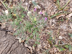 Brillantaisia pubescens (Brillantaisia pubescens)