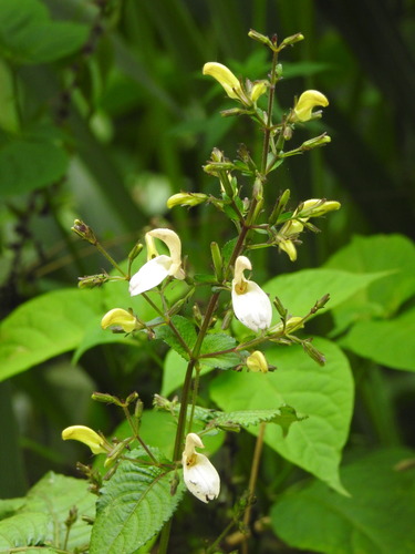 Brillantaisia vogeliana (Brillantaisia vogeliana)