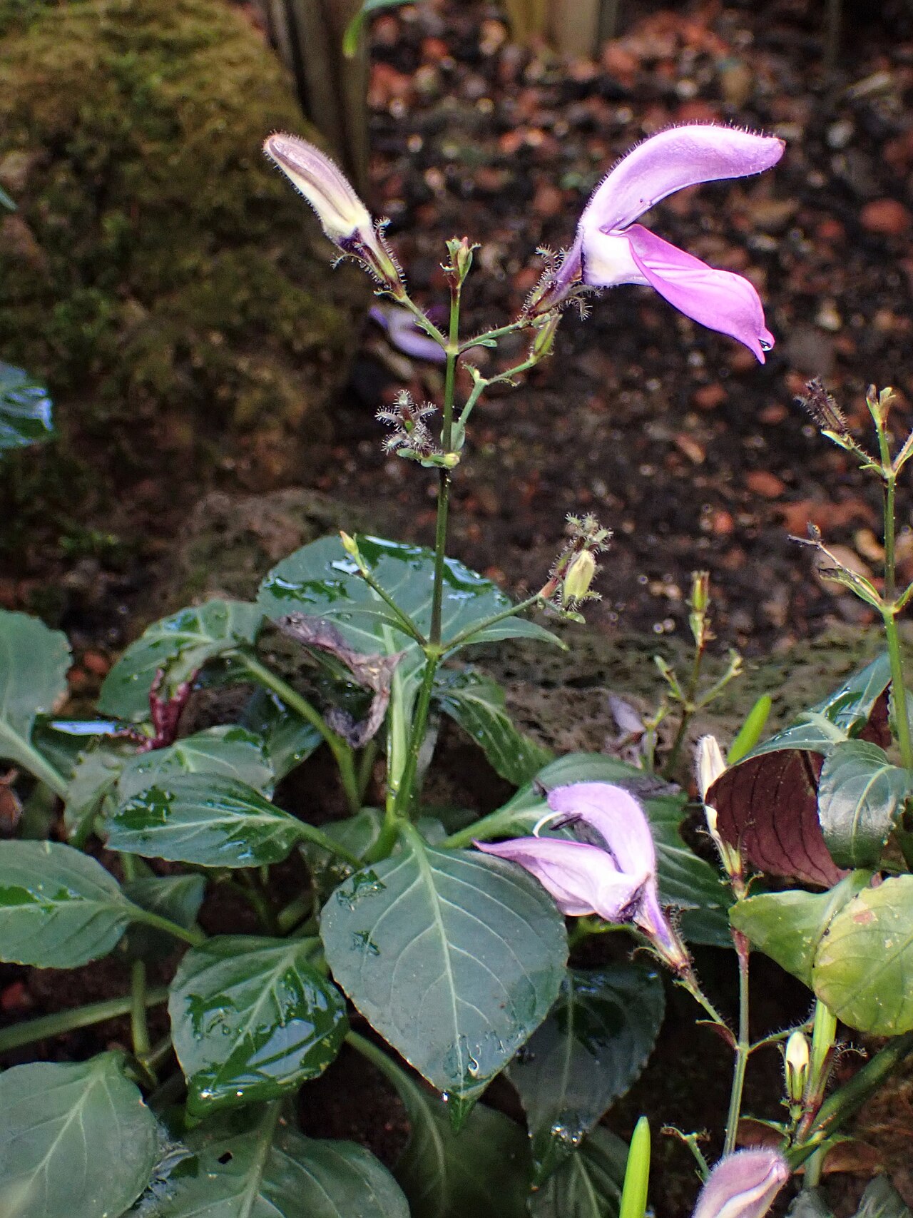 Brillantaisia vogeliana: Brillantaisia vogeliana (labeled as Brillantaisia soyauxii) in the Botanischer Garten, Berlin-Dahlem