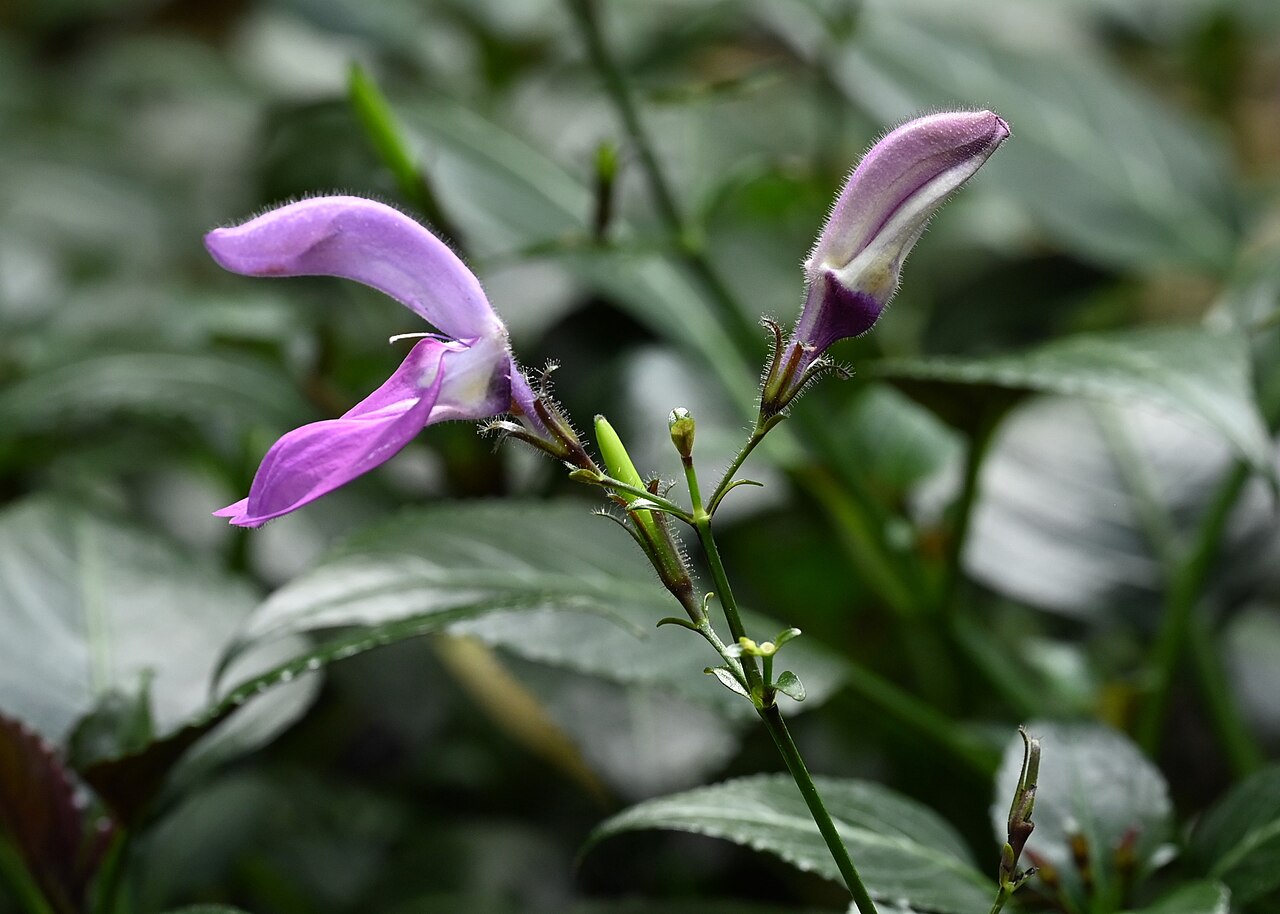 Brillantaisia vogeliana: Brillantaisia vogeliana in the Botanischer Garten, Berlin-Dahlem