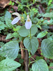 Brillantaisia vogeliana (Brillantaisia vogeliana)