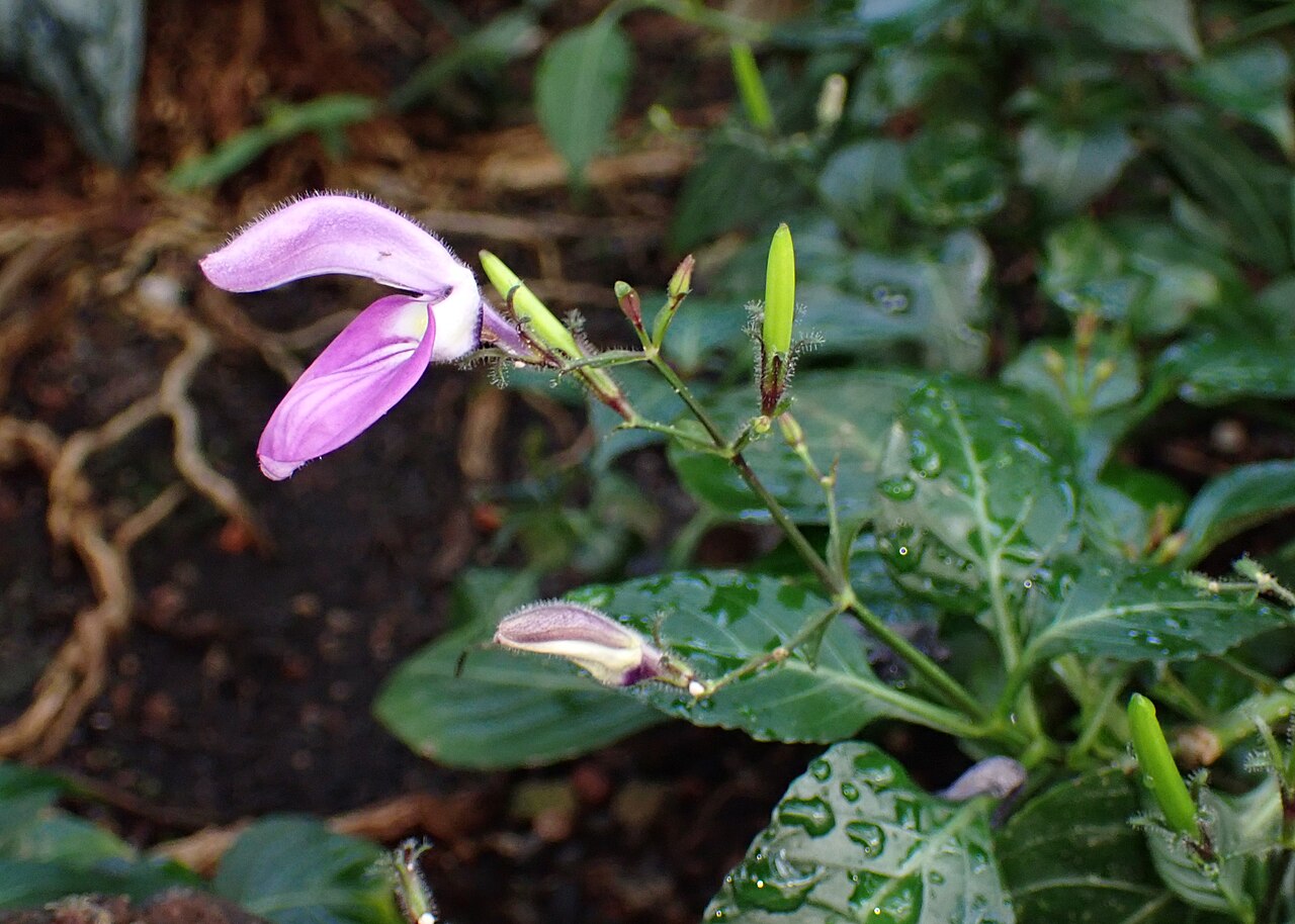 Brillantaisia vogeliana: Brillantaisia vogeliana (labeled as Brillantaisia soyauxii) in the Botanischer Garten, Berlin-Dahlem