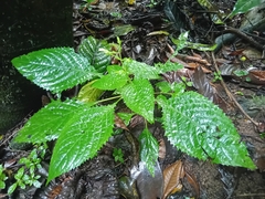 Brillantaisia vogeliana (Brillantaisia vogeliana)