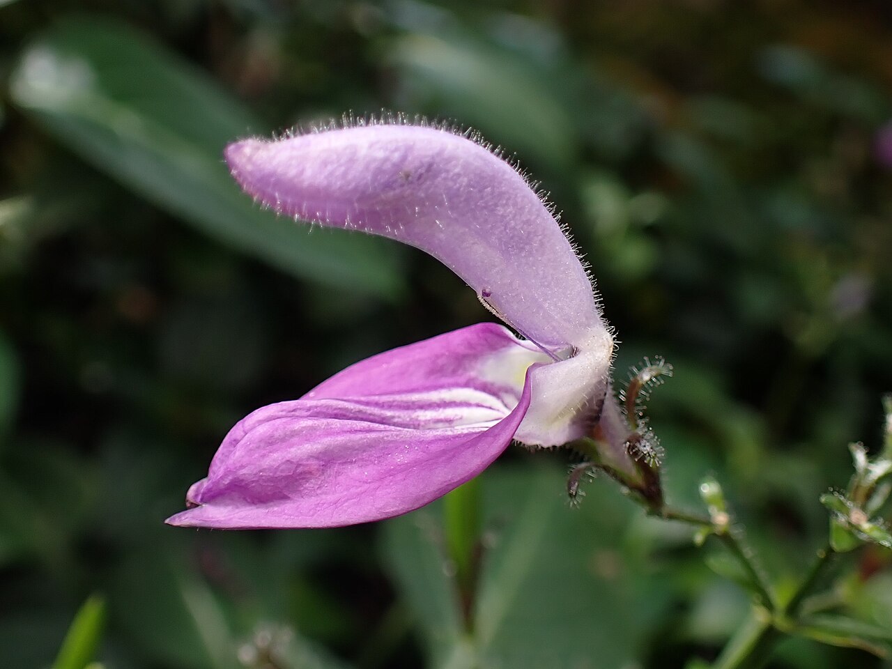 Brillantaisia vogeliana: Brillantaisia vogeliana in the Botanischer Garten, Berlin-Dahlem