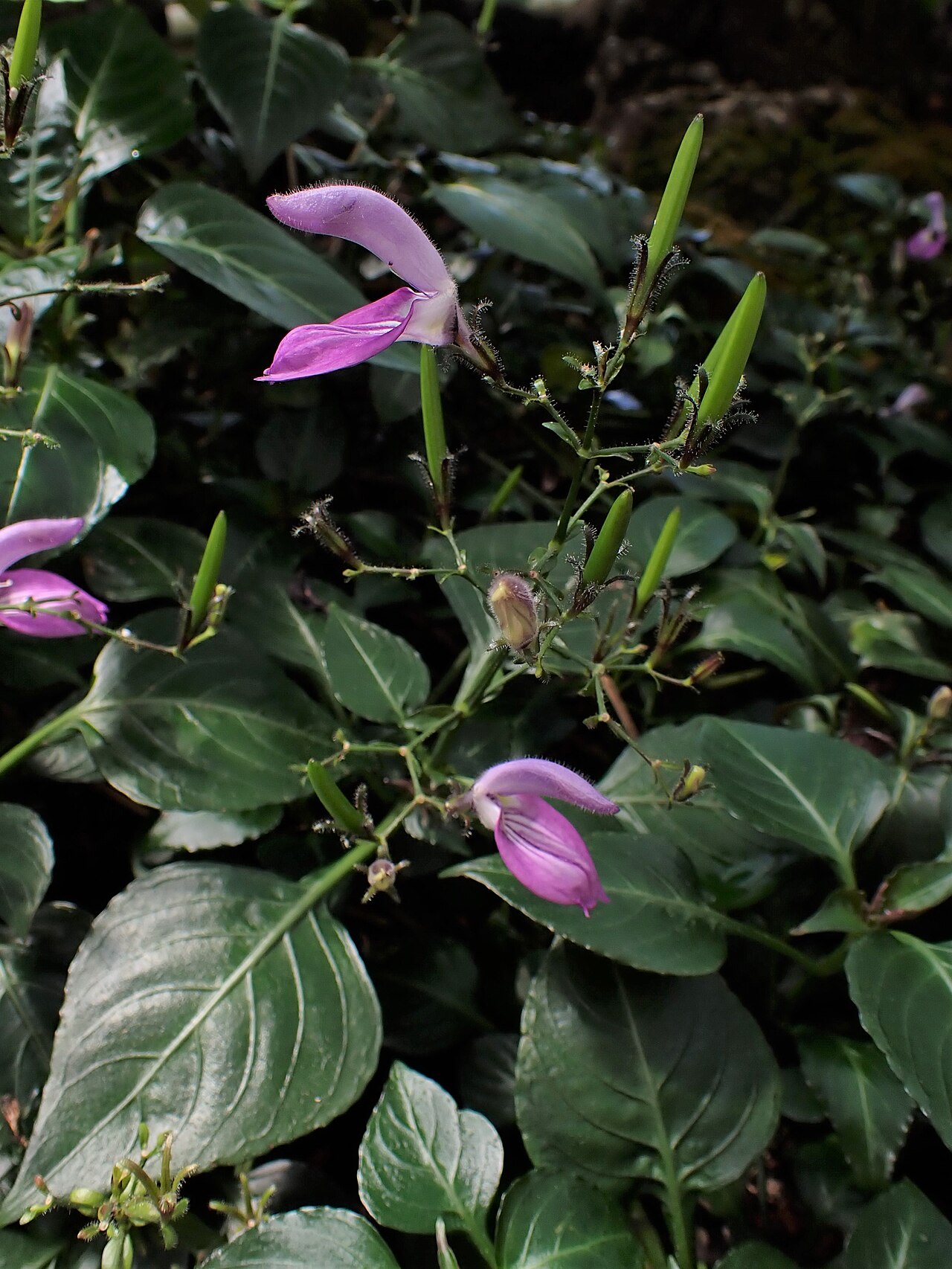 Brillantaisia vogeliana: Brillantaisia vogeliana in the Botanischer Garten, Berlin-Dahlem