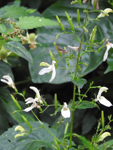 Brillantaisia vogeliana (Brillantaisia vogeliana)