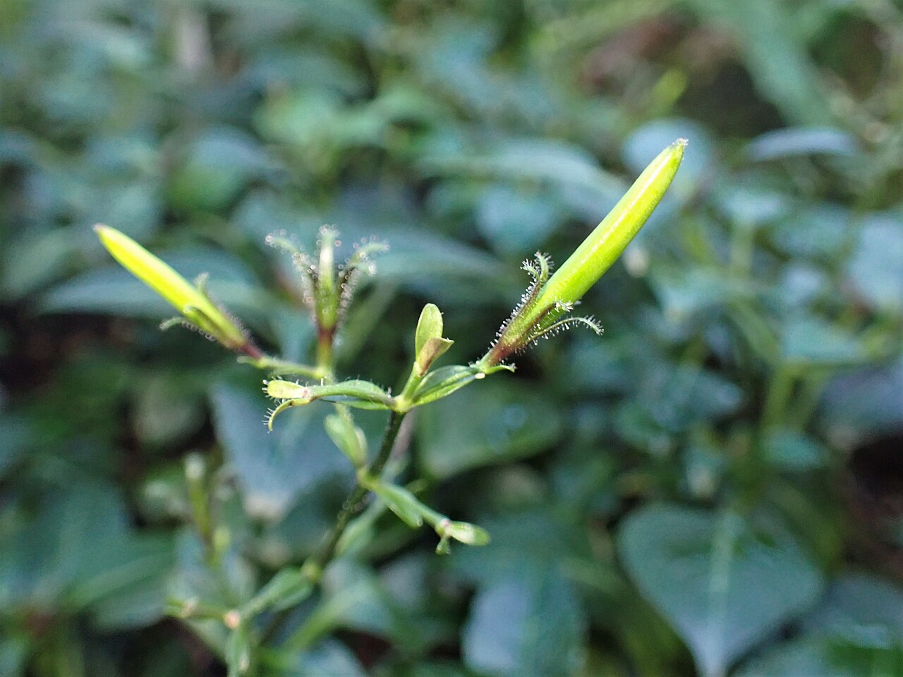 Brillantaisia vogeliana: Brillantaisia vogeliana in the Botanischer Garten, Berlin-Dahlem