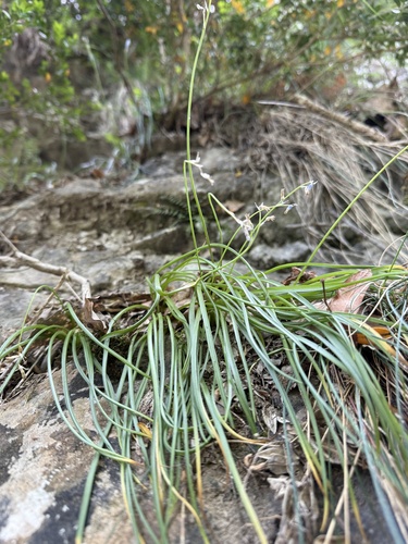 Brimeura amethystina (Brimeura amethystina)