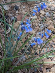 Brimeura amethystina (Brimeura amethystina)