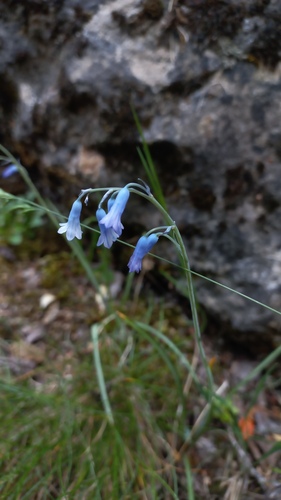Brimeura amethystina (Brimeura amethystina)