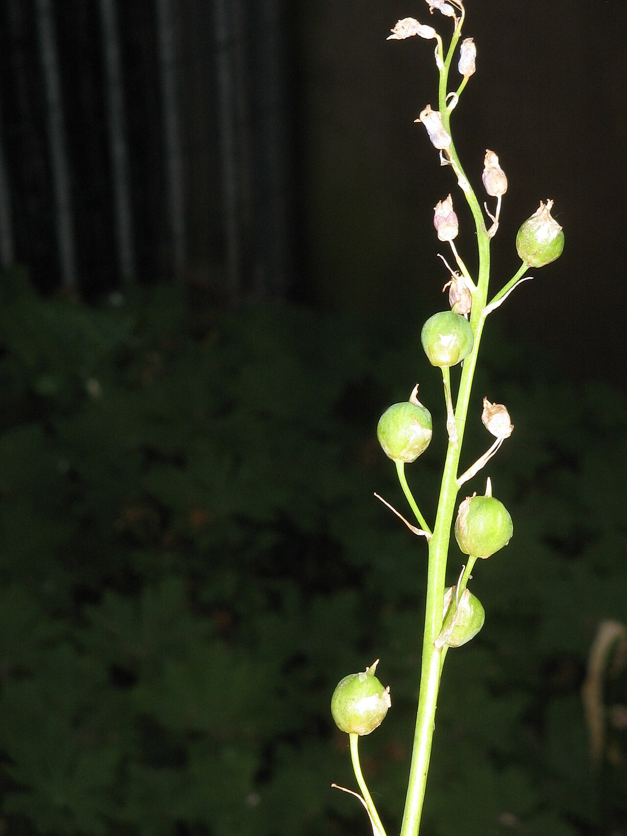 Brimeura amethystina: Brimeura amethystina fruits