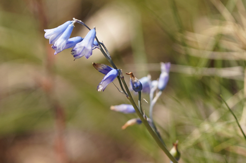 Brimeura amethystina (Brimeura amethystina)