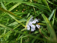 Brimeura amethystina (Brimeura amethystina)