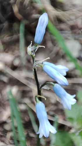 Brimeura amethystina (Brimeura amethystina)