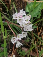 Brimeura fastigiata (Brimeura fastigiata)