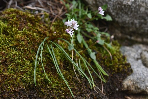 Brimeura fastigiata (Brimeura fastigiata)