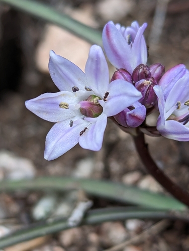 Brimeura fastigiata (Brimeura fastigiata)