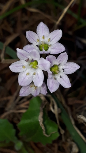 Brimeura fastigiata (Brimeura fastigiata)