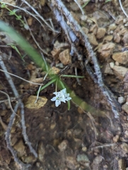 Brimeura fastigiata (Brimeura fastigiata)