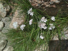 Brimeura fastigiata (Brimeura fastigiata)