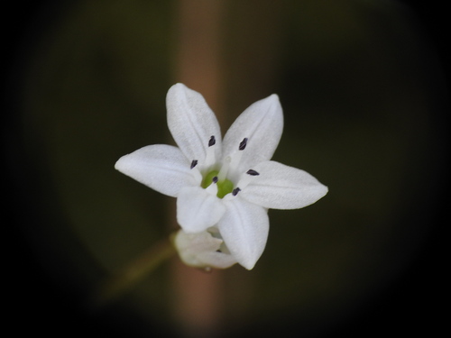 Brimeura fastigiata (Brimeura fastigiata)