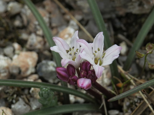 Brimeura fastigiata (Brimeura fastigiata)