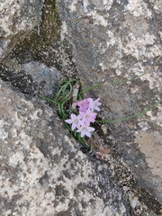 Brimeura fastigiata (Brimeura fastigiata)
