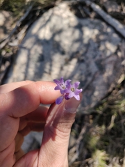 Brimeura fastigiata (Brimeura fastigiata)