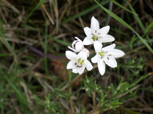 Brimeura fastigiata (Brimeura fastigiata)