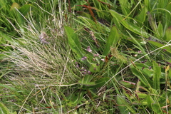 Briza marcowiczii (Briza marcowiczii)