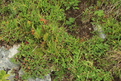 Briza marcowiczii (Briza marcowiczii)