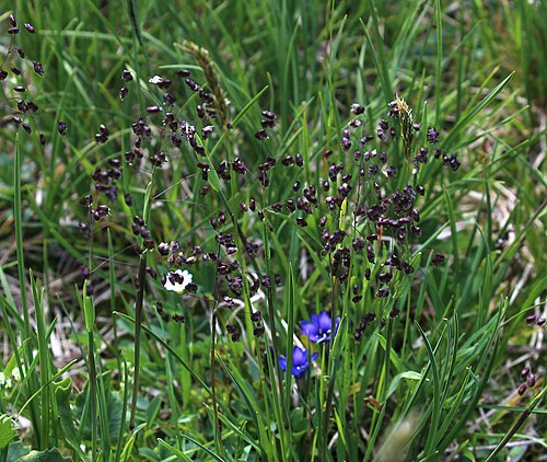 Briza marcowiczii: Briza marcowiczii