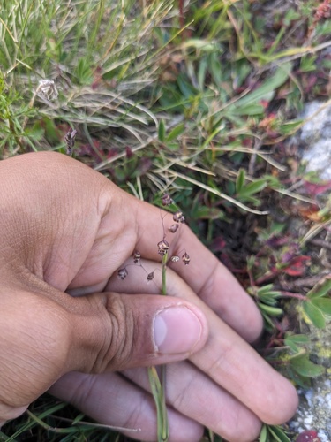 Briza marcowiczii (Briza marcowiczii)