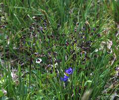 Briza marcowiczii (Briza marcowiczii)