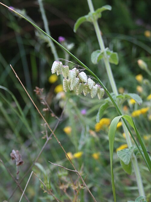 Big quakinggrass: Briza maxima , Süßgräser (Poaaceae) - Italien/Italia/Italy: Kalabrien/Calabria, Prov. Reggio Calabria, Aspromonte, bei San Peri, SSE Scilla