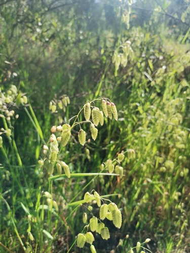 Big quakinggrass (Briza maxima)