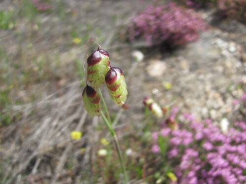 Big quakinggrass (Briza maxima)