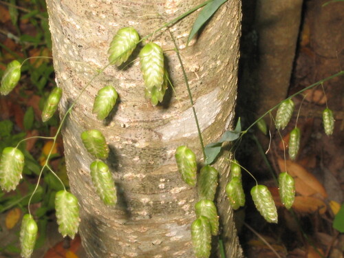 Big quakinggrass (Briza maxima)