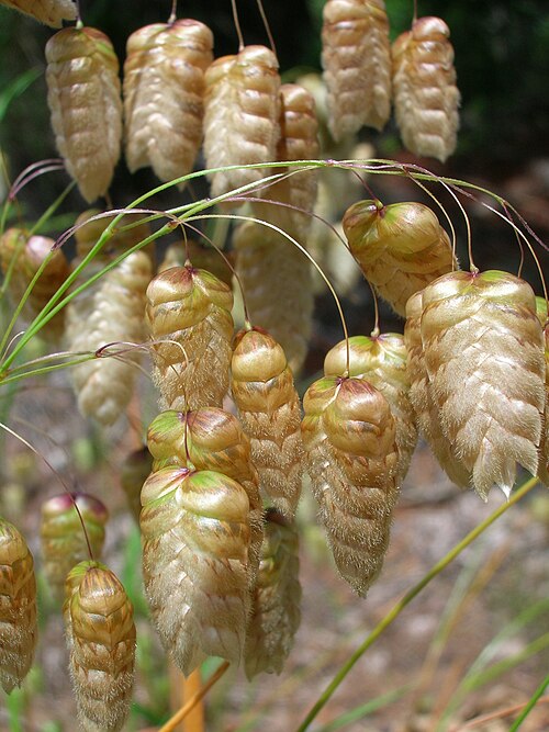Big quakinggrass: Briza maxima (seeds). Location: Maui, Makawao Forest Reserve