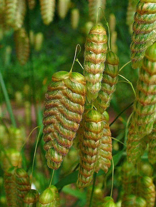 Big quakinggrass: Briza maxima , Poaceae, Big Quaking Grass, Great Quaking Grass, Large Quaking Grass , Quaking Grass, Blowfly Grass, Shelly Grass, ears; Botanical Garden KIT, Ka