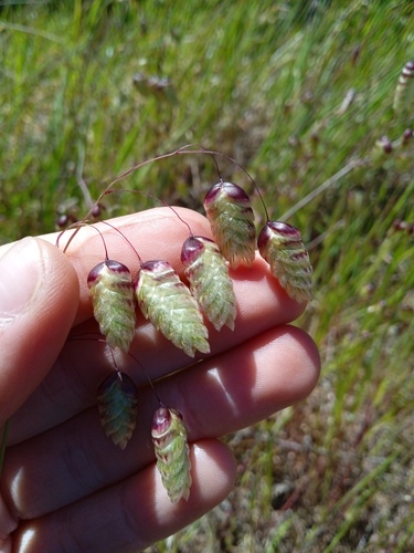 Big quakinggrass (Briza maxima)