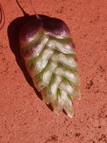 Big quakinggrass (Briza maxima)