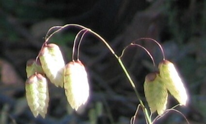 Big quakinggrass (Briza maxima)
